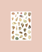 Planche stickers coquillages transparents A5 🐚